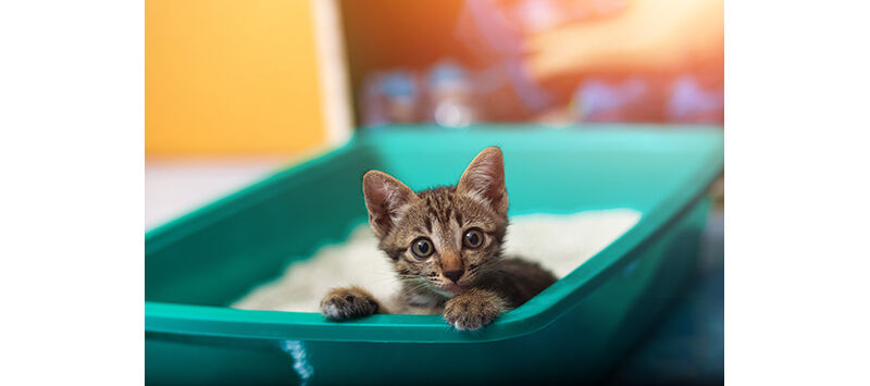 The Latest Trends in Cat Litter